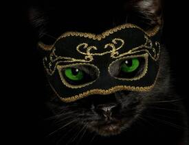 Masquerade Cat/9515152